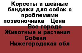 Корсеты и шейные бандажи для собак с проблемами позвоночника › Цена ­ 2 500 - Все города Животные и растения » Собаки   . Нижегородская обл.